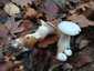 Óriás tölcsérgomba (Infundibulicybe geotropa), Budai-hegység